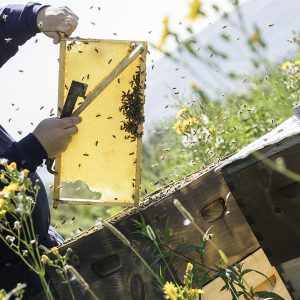 Network Optimization for Video Streaming