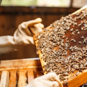 Ethical BYOD & Shadow IT Governance